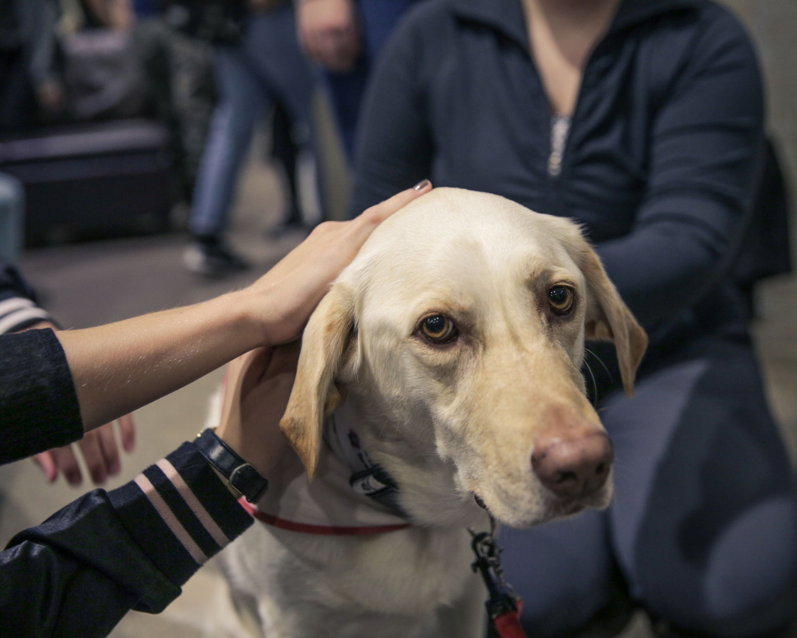Therapy Dogs - Liam McInnis-2.jpg